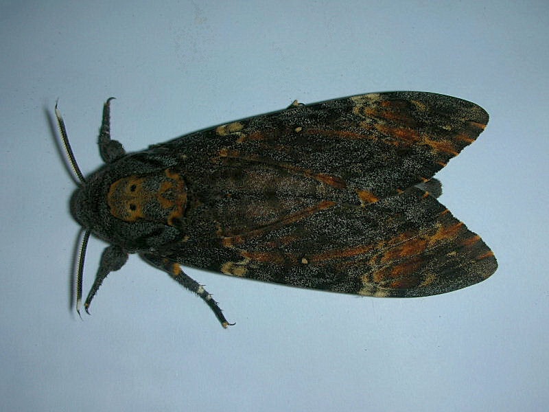 Acherontia atropos / Sfinge testa di morto